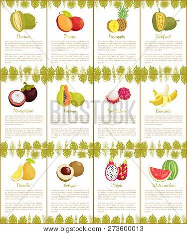 Durian And Mango Posters Set With Text Sample And Tropical Fruits Vector. Pineapple And Papaya, Ramb