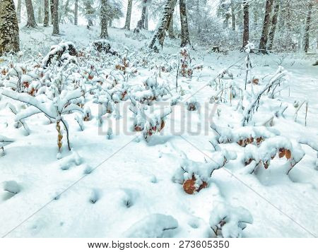Snowfall. Snow Covered Trees And Autmn Leaves In The Ground In The Snowfall. Winter In Mountain Ski 