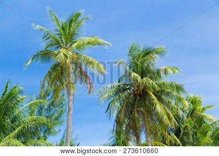 summer and exotic nature concept - palm trees over blue sky