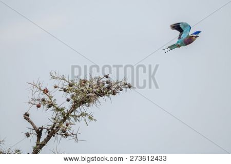 Lilac-breasted Roller Taking Off From Whistling Thorn