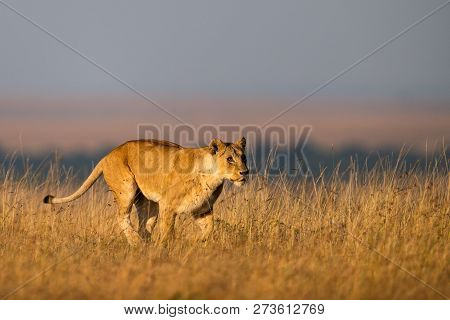 Lioness Walks In Long Grass On Horizon