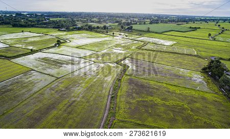 Rice Paddy Field In Agriculture Firld Thailand