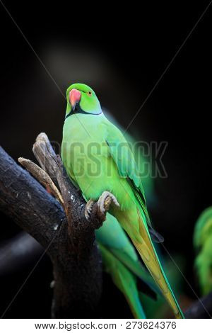 Close up shot of Parrot on black background