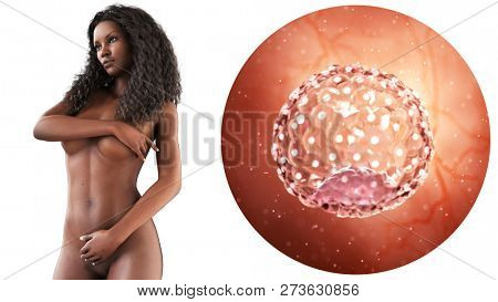 3d rendered medically accurate illustration of a blastocyst