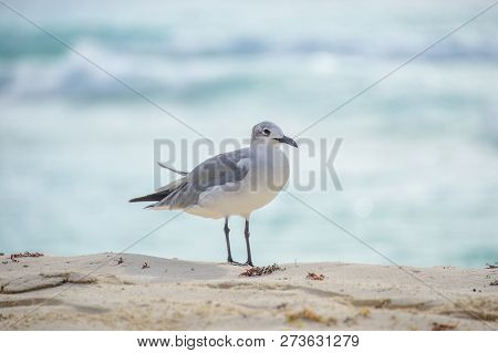 Little Grey Seagull On A Tropical Beach