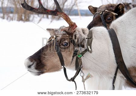 Reindeer Walking In The Winter Frosty Forest