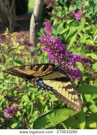 Butterfly With Open Wings Representing Her Beauty In Pink Flower On A Sunny Day