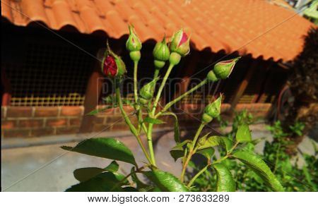 Rose Buds Outdoors On A Sunny Day Radiant