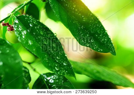 Rain Drops On The Green Leaves Of Stonebreaker Or Egg Woman Plant Or Tamalaki Or Hazardana Or Seed-u