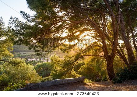 Sunset In The Tree Branches. Beautiful Fields And Hills Of Porquerolles Islnad. Provence Cote Dazur,