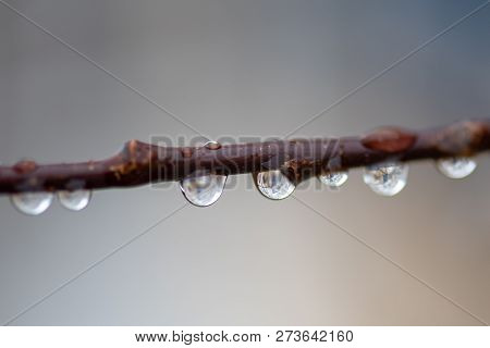 Drops Of Water Hanging From A Tree Branch