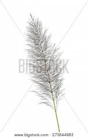Beautiful Nature Of Little Iron Weed Flowers , Flower Grass With Green Leaves Isolated On White Back