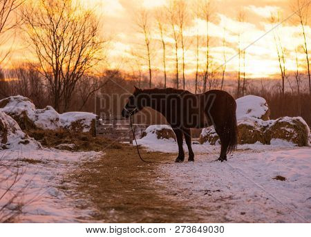 The Black Horse Is Against A Background Of A Sunrise. The Mare Is Wearing A Halter Is Standing On A 