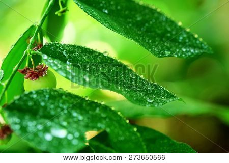 Rain Drops On The Green Leaves Of Stonebreaker Or Egg Woman Plant Or Tamalaki Or Hazardana Or Seed-u