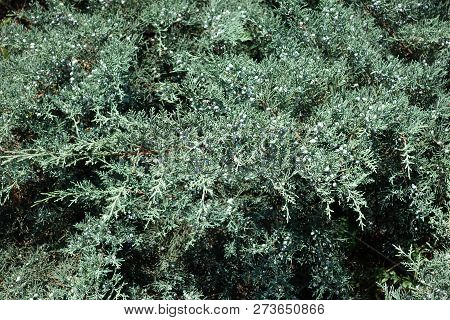 Branches Of Juniperus Media With Blue Green Foliage And Berries