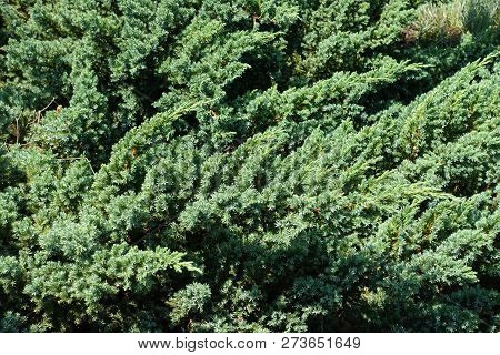 Branches Of Juniperus Squamata In Mid July