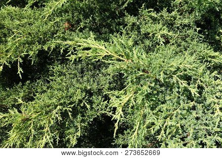 Golden Green Foliage Of Juniperus Squamata In July