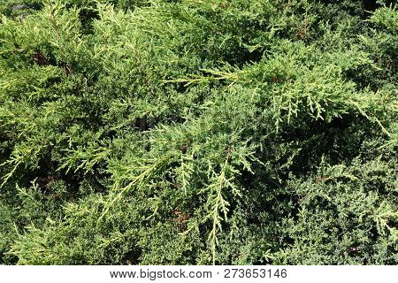 Yellow Green Foliage Of Juniperus Squamata In July