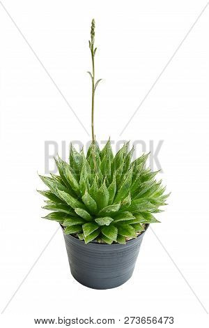 Cactus (haworthia Mucronata) Isolated On White Background.