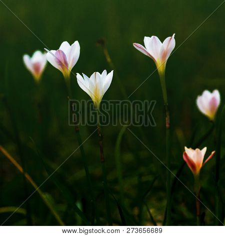 Beautiful Rain Lily Flower, Zephyranthes Lily Fairy Lily Little Witches. (zephyranthas Sp.)