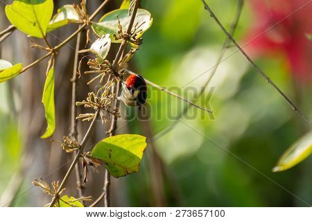 Bird (nectariniidae) On Branches Of Bushes, Of Currants.
