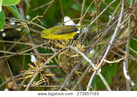 Bird (nectariniidae) On Branches Of Bushes, Of Currants.