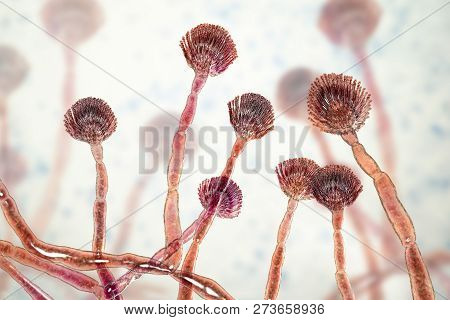 Fungus Aspergillus Flavus, 3d Illustration. It Is The Major Producer Of Aflatoxin In Crops, A Potent