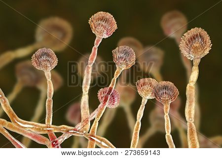 Fungus Aspergillus Flavus, 3d Illustration. It Is The Major Producer Of Aflatoxin In Crops, A Potent