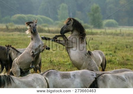 Herd Of Horses Grazing In A Meadow In The Mist. Horses In A Foggy Meadow In Autumn. Horses And Foggy