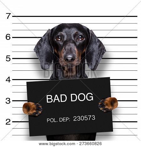 Dachshund Sausage Dog Holding A Police Department Banner , As A Mugshot Photo, At Police Office