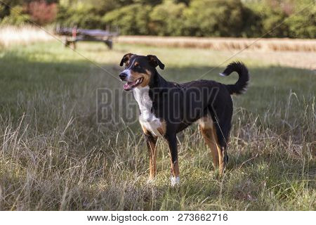 Beautiful Appenzeller Mountain Dog In The Autumn