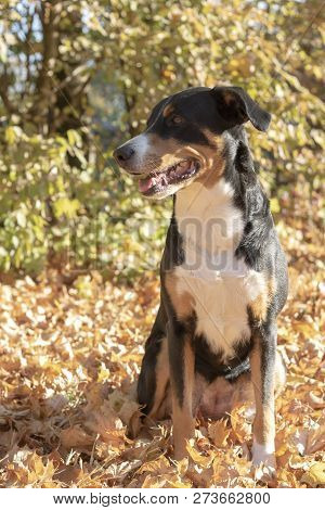 Beautiful Appenzeller Mountain Dog In The Autumn