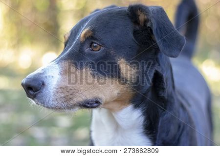 Beautiful Appenzeller Mountain Dog In The Autumn