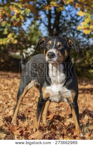 Beautiful Appenzeller Mountain Dog In The Autumn