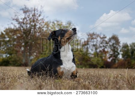 Beautiful Mountain Dog In The Autumn, Appenzeller Sennenhund