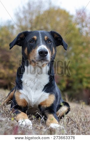 Beautiful Mountain Dog In The Autumn, Appenzeller Sennenhund
