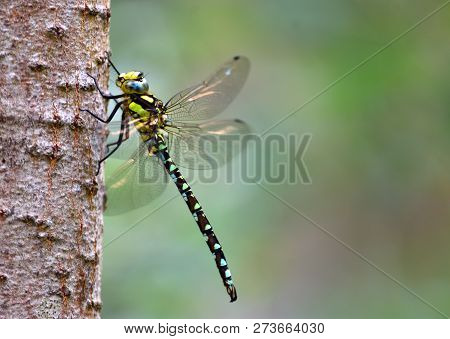 Common Hawker Dragonfly On Birch Trunk.  Isolated With Out Of Focus Background
