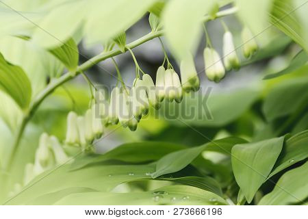 Natural Blooming Background , Forest Plant - Solomon's Seal , Polygonatum Odoratum, Angular Solomon'