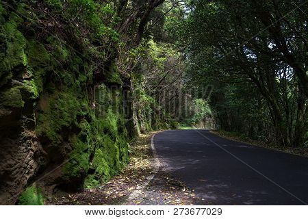 The Road Through The Relict Anaga Forest On The Slopes Of The Macizo De Anaga Mountain Range. Teneri
