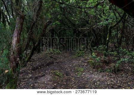 Relict Anaga Forest On The Slopes Of The Macizo De Anaga Mountain Range. Tenerife. Canary Islands. S