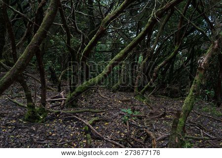 Relict Anaga Forest On The Slopes Of The Macizo De Anaga Mountain Range. Tenerife. Canary Islands. S
