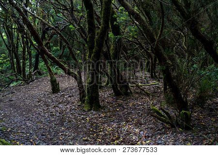 Relict Anaga Forest On The Slopes Of The Macizo De Anaga Mountain Range. Tenerife. Canary Islands. S
