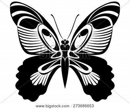 Papilio Rumanzovia Butterfly Vector Art Stencil For Tattoo Or T-shirt Print