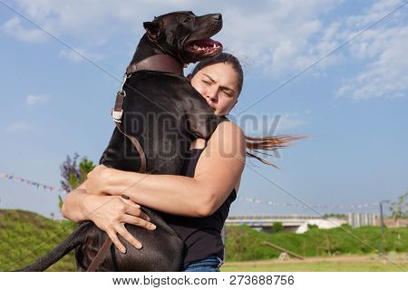 American Stafford Terrier Dog Huges The Owner Sitting On Her Hands. Young Caucasian Woman Holds The 