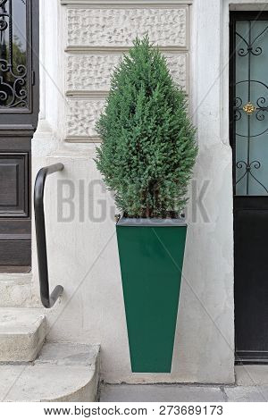 Small Evergreen Pine Tree In Hanging Pot