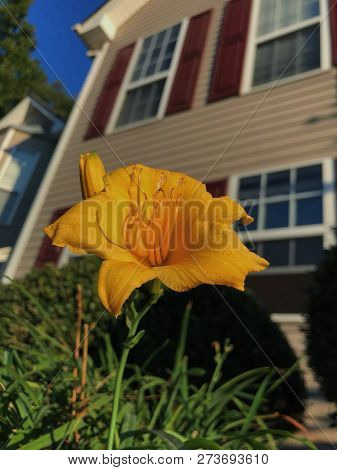 Yellow Canna Lily On A Sunny Day