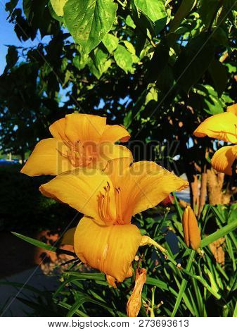 Garden Of Canna Lily Yellow On A Sunny Day