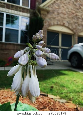 White Lily Buds About To Hatch In A Garden