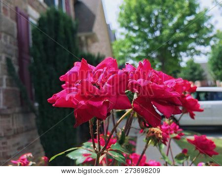 Wine Color Roses In A Garden On A Sunny Day
