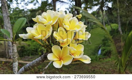 A Lot Of Yellow Flowers On The Same Branch